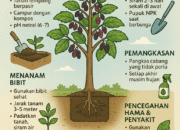 Panduan Lengkap Menanam Pohon Murbei agar Subur dan Berbuah Lebat