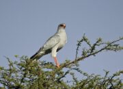 5 Fakta Menarik Pale Chanting Goshawk, Burung Predator dengan Keluarga Harmonis