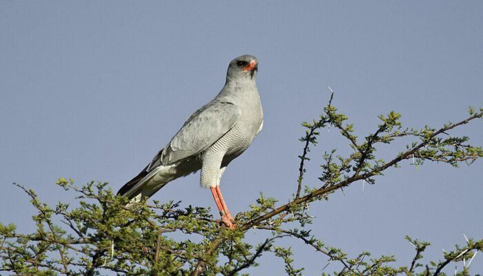 5 Fakta Menarik Pale Chanting Goshawk, Burung Predator dengan Keluarga Harmonis