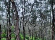 Wisata NTT: Fatumnasi, Hutan Bonsai yang Memukau dan Masuk 50 Desa Wisata Terbaik ADWI 2024
