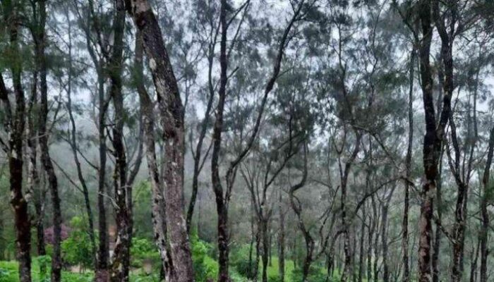 Wisata NTT: Fatumnasi, Hutan Bonsai yang Memukau dan Masuk 50 Desa Wisata Terbaik ADWI 2024