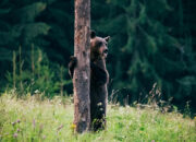 Wildlife and Nature Tales